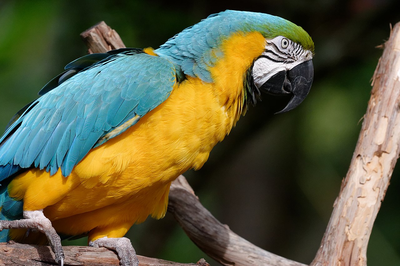 Parrot Fever Outbreak: Unveiling Symptoms and Treatment of the Deadly ...